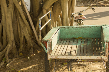 The tree root and old tricycle