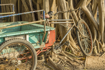 The tree root and old tricycle