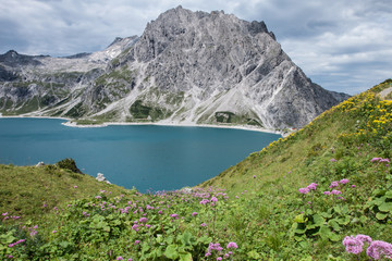 Flowers with mountains on background, Austria