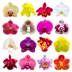 Collection of orchid flower isolated on white background