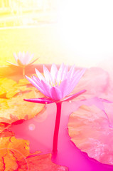 Obraz na płótnie Canvas Lotus flower in pond vintage photo filtered retro style.