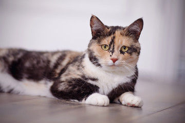 Portrait of the multi-colored cat lying on a floor.