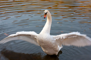White swan on the lake