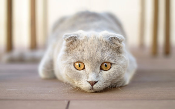 Portrait of soft grey Scottish Fold Kitten, 6 months old. Stock Photo |  Adobe Stock