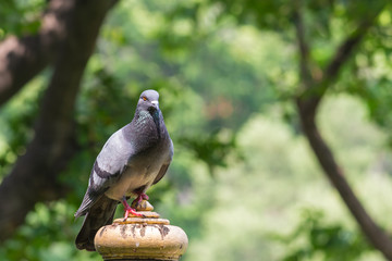 Pigeon standing on the pole under sunlight