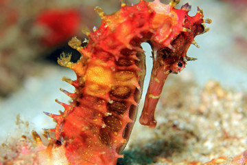 Spiny Seahorse (Hippocampus Histrix, aka Thorny Seahorse). Padang Bai, Bali, Indonesia