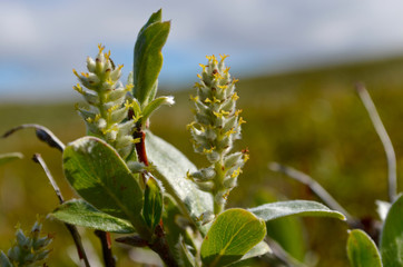 Willow catkins in subarctic tundra