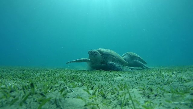 Two green sea turtle (Chelonia mydas) eating sea grass at the sandy bottom and exits the frame (tripod) Red sea, Marsa Alam, Abu Dabab, Egypt
