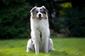 Australian Shepherd im Freien
