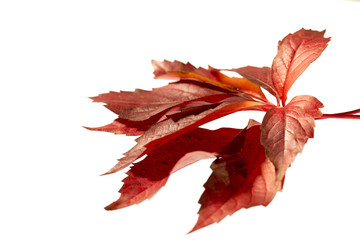 jesienny liść - obrazy, fototapety, plakaty