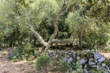 Sardinië, planten en bomen op de hoogvlakte boven Tuili