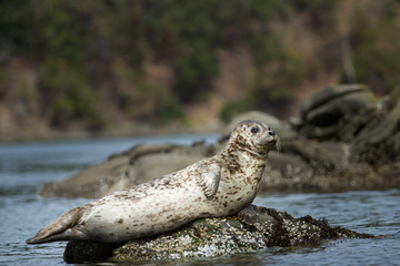Watchful seal