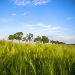 blue sky