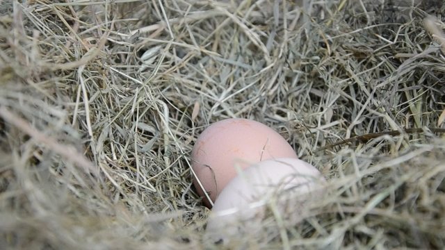 Farmer collecting eggs from straw in the chicken coop on the farm 