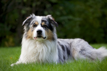 Australian Shepherd im Freien
