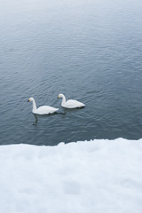 Obraz premium 白鳥