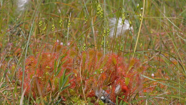 Plants predators. English sundew caught dragonfly that beats on sticky hairs

