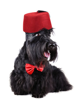 Scotch terrier in fez