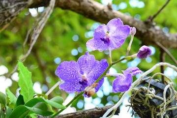 Beautiful orchid flowers with soft background