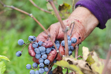 Vine harvesting in Bulgaria. Merlot cluster in woman's hand