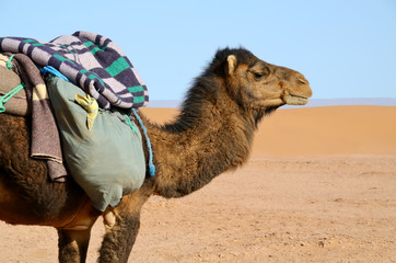 Brown camel