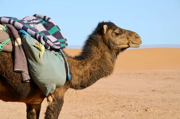 Aluminium Prints Camel Brown camel