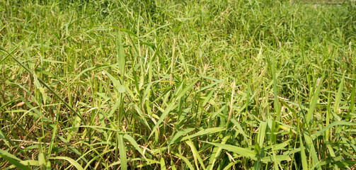 Grass weeds background