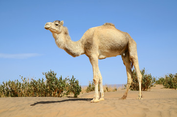 White camel