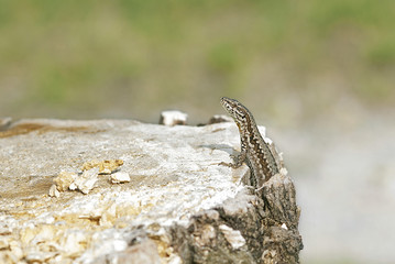 lucertola sopra un albero tagliato