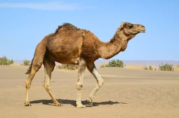 Fotobehang Kameel Lopende kameel