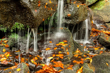 detalle de otoño en el agua
