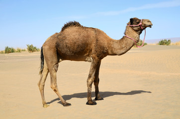 Camel in pink bridle