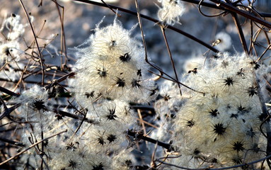 Flauschige Samen