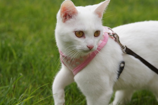 chat blanc en laisse