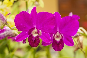 Beautiful purple Orchids
