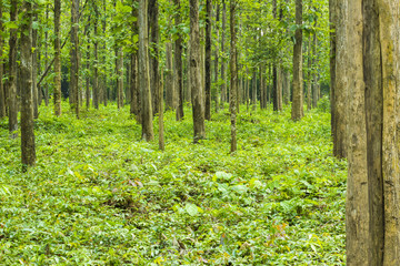 beautiful green forest - view inside of the forest