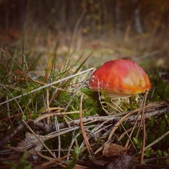 Forest mushrooms growing in green grass