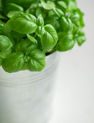 Fresh green organic Basil