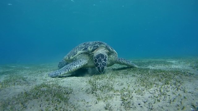 green sea turtle (Chelonia mydas) eating sea grass at the sandy bottom and exits the frame (tripod) Red sea, Marsa Alam, Abu Dabab, Egypt
