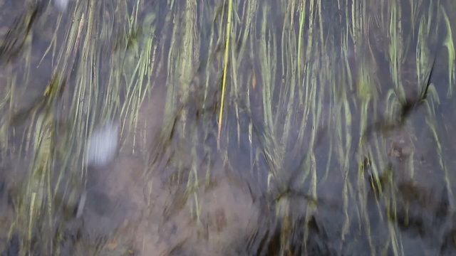 Top down view of flowing water with vivid water grass. It is abstract background texture which can symbolize: vitality, clean waters, salmon river, ecosystem, ecology, relax or dream atmosphere.
