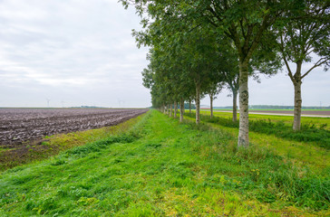Obraz premium Dubble row of trees along a field in autumn