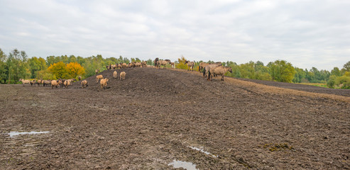 Herd of konik horses on a muddy hill in autumn © Naj