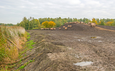 Herd of konik horses on a muddy hill in autumn © Naj