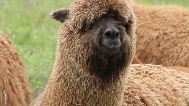 Portrait of chewing alpaca with eyes overgrown by wool, other alpacas on background. Space on bottom for text.