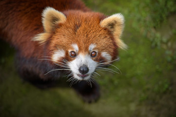 Closeup portrait of red panda