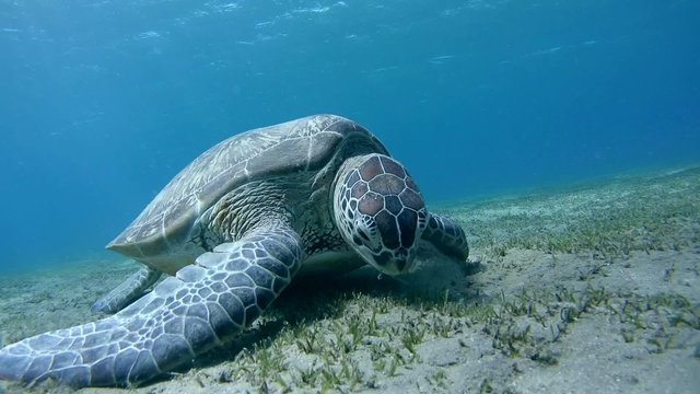 green sea turtle&nbsp;(Chelonia mydas) eating sea grass at the sandy bottom and exits the frame (tripod) Red sea, Marsa Alam, Abu Dabab, Egypt
