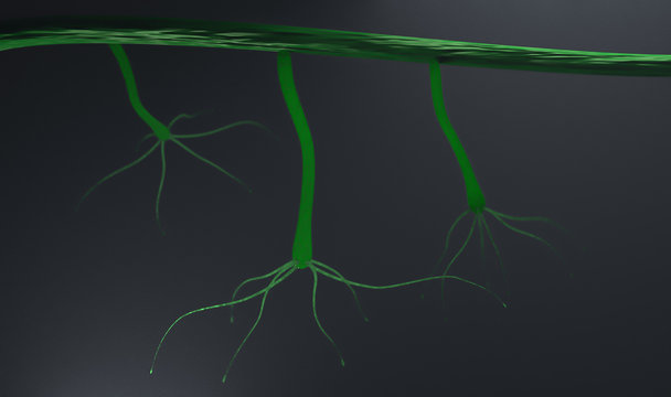 Hydra protozoa animal