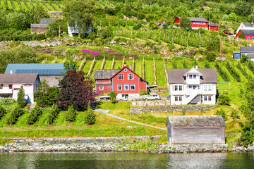 Fototapeta na wymiar Meadows and village on Hardanger Fiord. Norway shore with view. Norway.