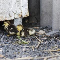 Group of little ducks