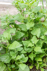 spinach / New Zealand Spinach